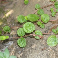 Pilea nummulariifolia (Sw.) Wedd.